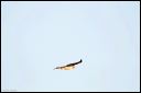 hawk04