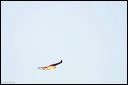 hawk05