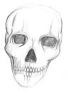 skull_sketch_soft